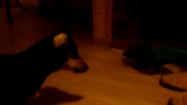 Джи-Джи и такса.MPG смотреть онлайн