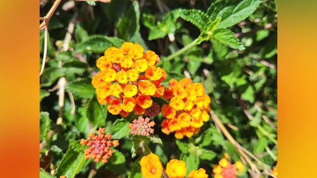 Samsung Galaxy A24 4G Vs Samsung Galaxy S21 FE