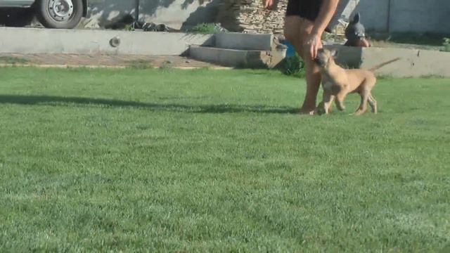 Malinois puppy training - Den iz Gratsiano (Jonny de la montagne unique & Uma iz Gratsiano) 8 weeks смотреть онлайн