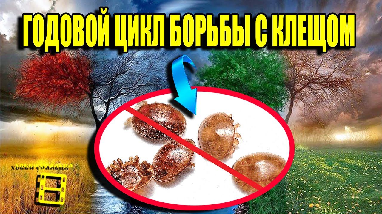 ГОДОВОЙ ЦИКЛ БОРЬБЫ С КЛЕЩОМ ВАРРОА. ВАРРОАТОЗ ПЧЕЛ ЛЕЧЕНИЕ. ДЛЯ НАЧИНАЮЩИХ ПЧЕЛОВОДОВ 22-3 смотреть онлайн