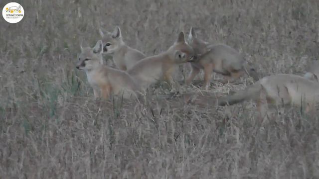 Приоткрывая заповедные двери... Семья. Peeking in through wildlife sanctuary doors... The family смотреть онлайн