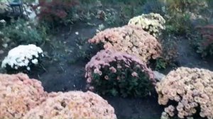 ПОЕЗДКА В ГОСТИ К АЛИНЕ //КАНАЛ: ХОЧЕШЬ БЫТЬ СЧАСТЛИВОЙ ВЫРАЩИВАЙ ЦВЕТЫ.