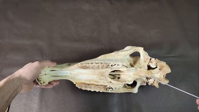 Зубы домашних животных смотреть онлайн