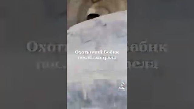 Ржака до слëз пëс бобик