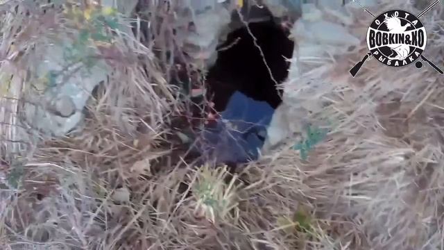 Охота на зайца 07.11.2020. Волки в Провальской степи. Ростовская область. Открытие. смотреть онлайн