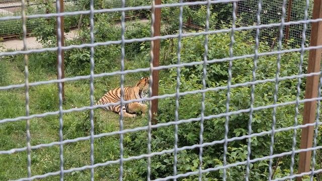 Гипнотический взгляд тигра! Тайган Tigers in Crimean Taigan смотреть онлайн