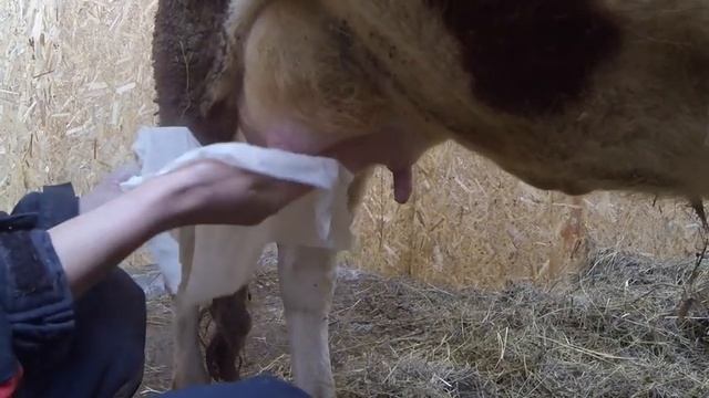 Жизнь на ферме#41: Отел коровы смотреть онлайн