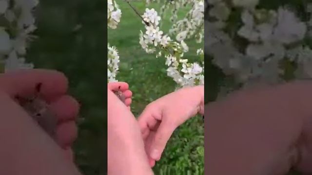 Мир насекомых. Майский жук. смотреть онлайн