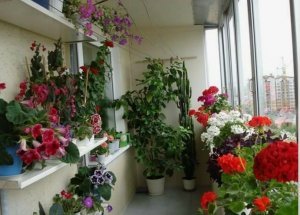 Всего 1 ГРАММ и у вас ШИКАРНЫЙ ЦВЕТНИК в квартире (720p)