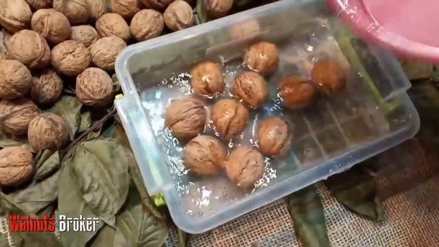 Однолетние саженцы грецкого ореха Кочерженко от Walnuts Broker смотреть онлайн