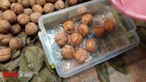 Однолетние саженцы грецкого ореха Кочерженко от Walnuts Broker