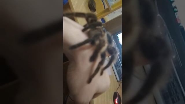 паук птицеед не хочет линять (прикол) смотреть онлайн