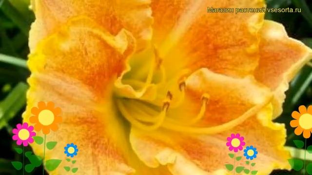 Лилейник гибридный Лонгфилдз Мармелад. Краткий обзор, описание hemerocallis Longfields Marmalade смотреть онлайн