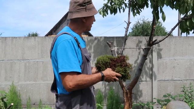 Как из веток на дереве сделать саженцы 3-х летки смотреть онлайн