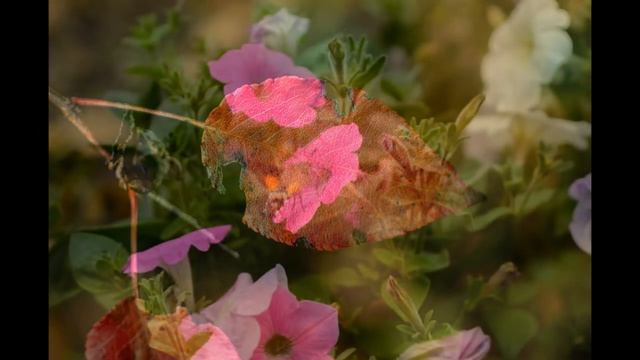 Nikkor Micro 55mm f/3.5 Примеры фотографий смотреть онлайн