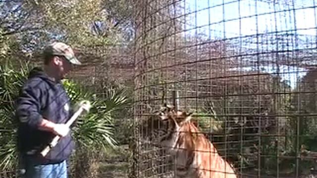 WORKING WITH TIGERS! - Big Cat TV смотреть онлайн
