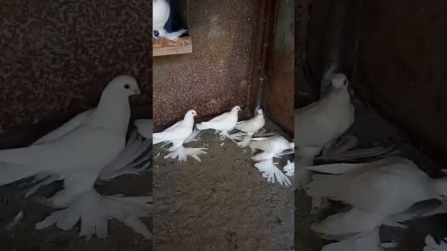 Моздокская порода голубей смотреть онлайн