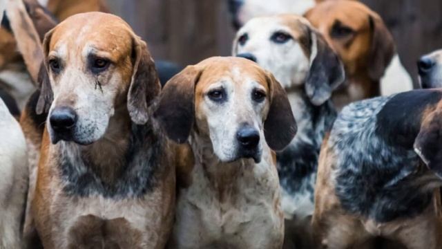 [English Foxhound] How to Take Care of an English Foxhound || How much does an English Foxhound cos смотреть онлайн