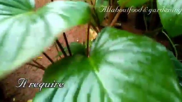 Homalomena Care - Tips For Growing Homalomena Plants And Care ||Queen Of Hearts ||Maggy