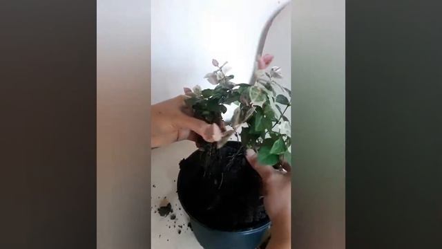 Pink Ivy Plant / English Ivy Plant with pink variegation /How to repot and rooting system смотреть онлайн