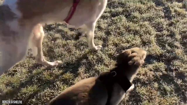 10 Dog Breeds That Can Kill Wolves And Bears смотреть онлайн