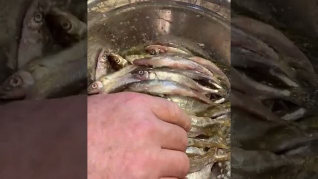 Вяленая корюшка за 3 дня!!! Рыбку хорошо промыть. Засыпать солью, хорошо смотреть онлайн