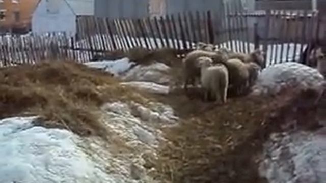 ПАЛИМ СВИНЬЮ смотреть онлайн