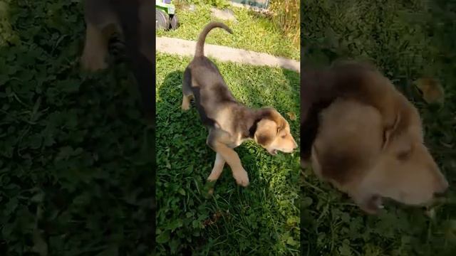 Русская гончая охотничья собака #Русскаягончая щенок 1.5 месяца Черкес 11.09.2020 смотреть онлайн