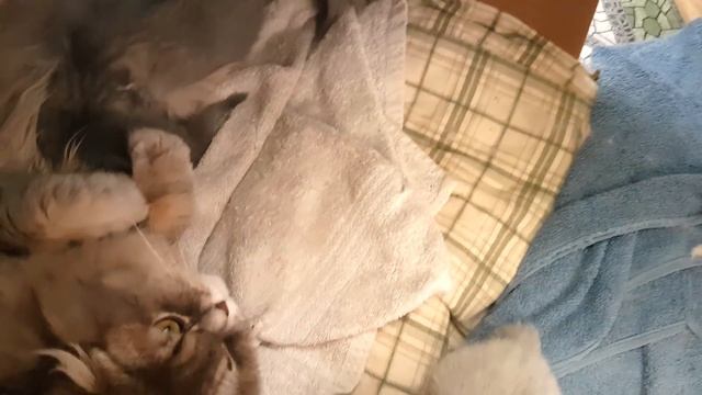 КАК КОТЕНКУ МОЛОКА НЕ ХВАТИЛО. смотреть онлайн