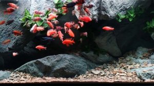 Large aquarium: Крутые широкоформатные живые обои на рабочий стол в прекрасном качестве