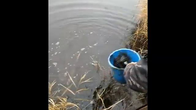 Толстолобик, живи! смотреть онлайн