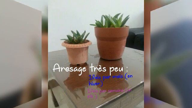Aloe Vera plante (entretien ) смотреть онлайн
