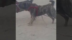 АБОРЕГЕНЫЕ САО/АФГАНСКИЕ САО