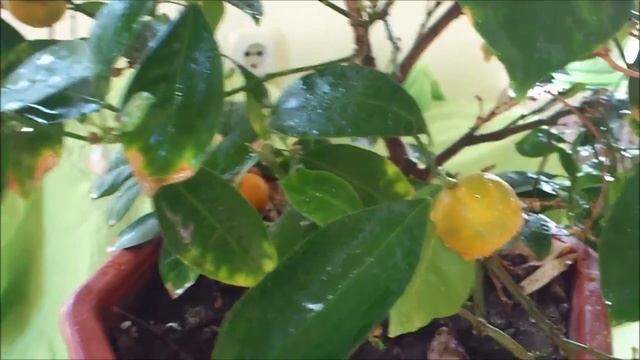 Каламондин!! смотреть онлайн