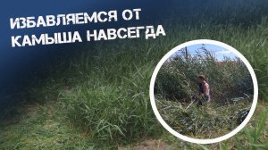 Избавляемся от камыша навсегда