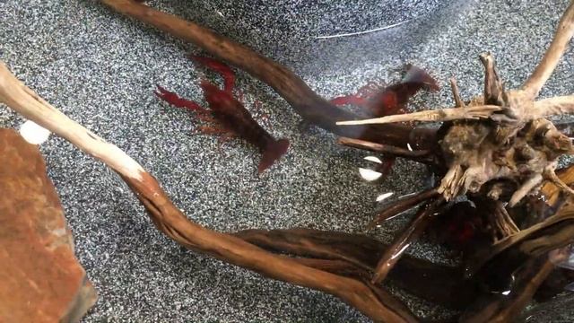 Япония. Зоомагазин. Американские раки. смотреть онлайн