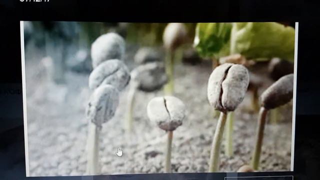 кофе дома COFE IN HOME смотреть онлайн