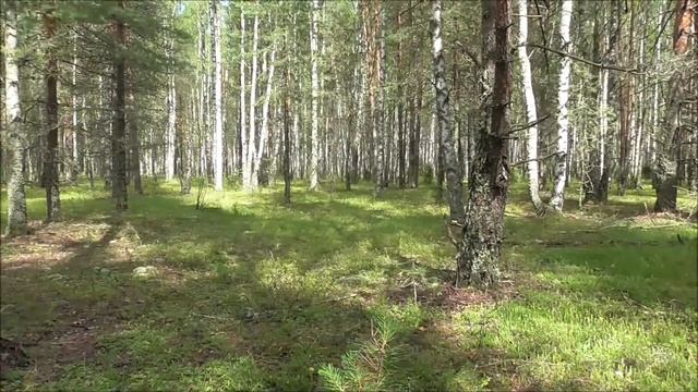 ГРИБЫ ПОШЛИ В ИЮЛЕ!Разнообразие летних грибов!Тихая охота 2019 смотреть онлайн