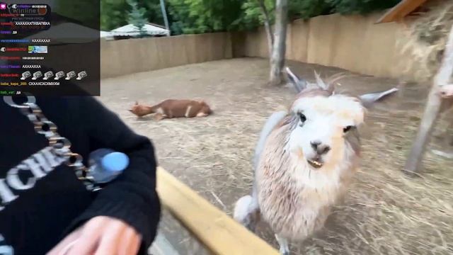 ПАРАДЕВИЧ И КАЯ В ПАРКЕ С АЛЬПАКАМИ / НА НАПАРАДЕВИЧА НАПАЛА АЛЬПАКА / ХАЗЯЙСКИЙ смотреть онлайн