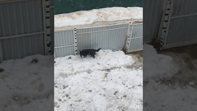 побег из курятника