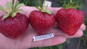 КИМБЕРЛИ «Kimberly» очень вкусный ранний сорт крупноплодной земляники садовой