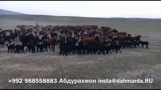 Гиссарские овцы Ходжимирзокарима, начало окота в Шахритусе, 17 февраля 2022 года смотреть онлайн