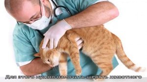 Блошиный дерматит у кошек