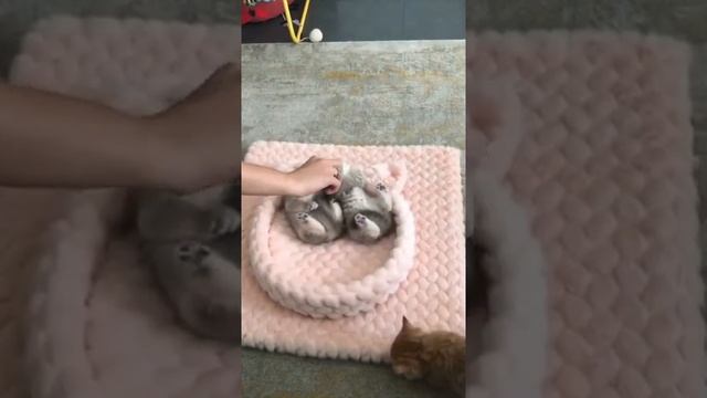 Как быстро уложить котят спать смотреть онлайн