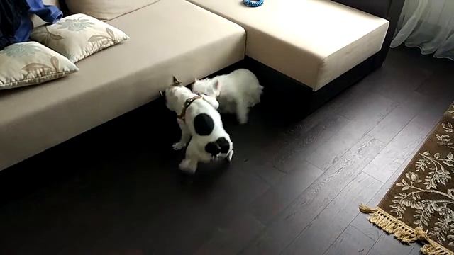 Элли борется с Юккой смотреть онлайн