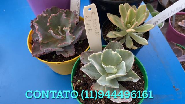 Kits de suculentas avenida borá espiar 👀(11)944496162 São Paulo смотреть онлайн
