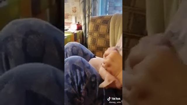 КОТЯТА ПОРОДЫ ЭЛЬФ,ДФЭЛЬФ,СФИНКС смотреть онлайн