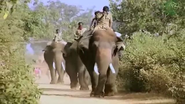 Elephant chase & capture in Jungle - The Last Migration - Part 1 смотреть онлайн