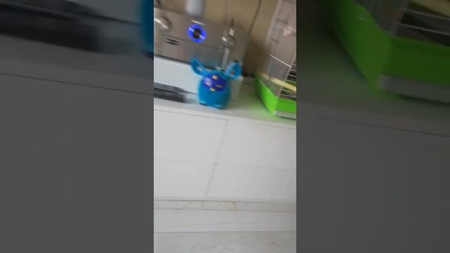 Как я приручаю своего кореллу смотреть онлайн