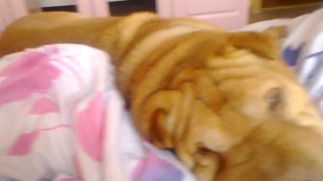 Алекс плюшевый смотреть онлайн